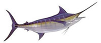 Возможные трофеи рыбалки на острове Маврикий: Pacific Blue Marlin (Голубой марлин)Вес колеблется от 45 до 6400 килограммов. Средний вес 160 килограммов. Ловится круглый год. Лучшее время с ноября до апреля.