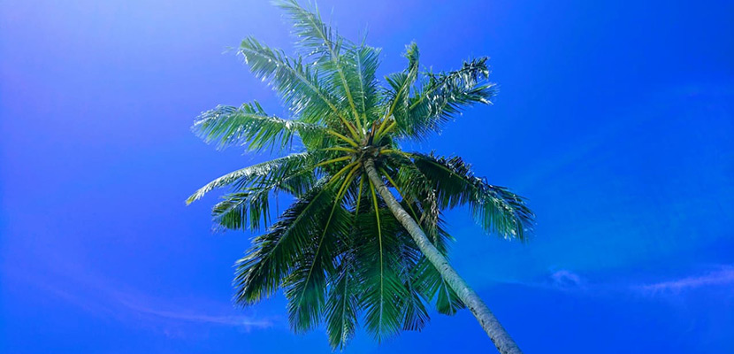 Пальма на Мальдивах, жаркий день