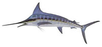 Возможные трофеи рыбалки на острове Маврикий: Striped Marlin (Полосатый марлин)Ежегодно на Маврикии вылавливается всего несколько экземпляров этого вида. Рекорд Маврикия составляет 109 килограммов.