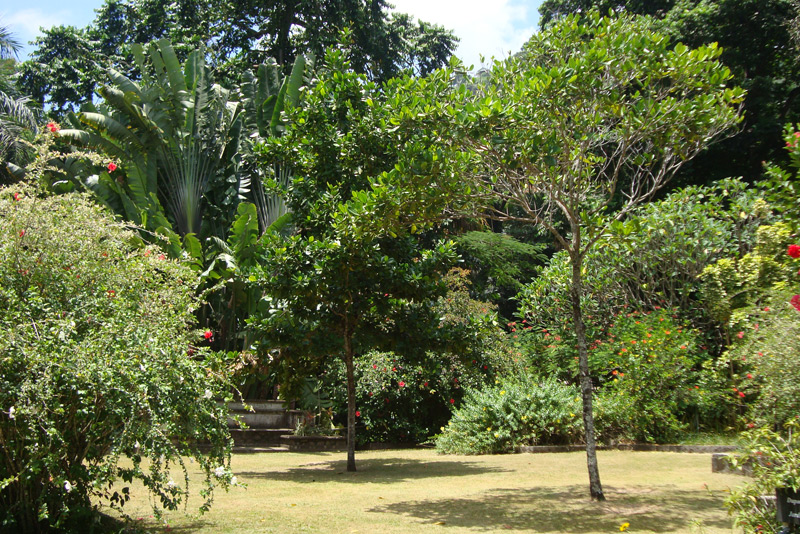 Остров Маэ, Национальный ботанический сад. Seychelles National Botanical Gardens,