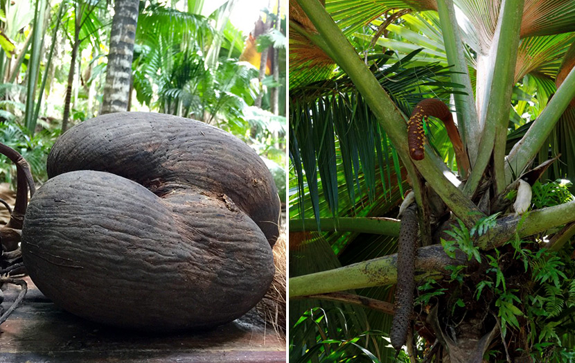 Женский и мужской плоды пальмы Коко-де-Мер
