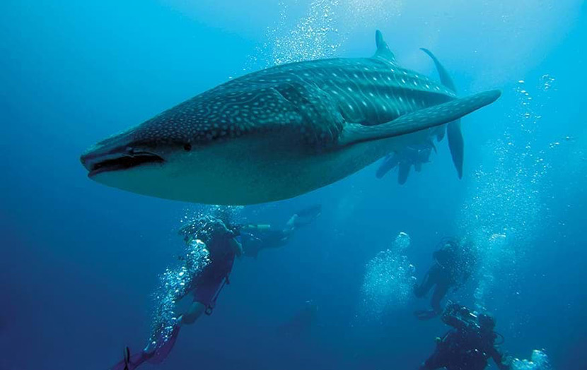 Дайвинг на Мальдивах с китовой акулой