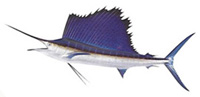 Возможные трофеи рыбалки на острове Маврикий: Sailfish (Парусник)Ловится не очень хорошо. Рекорд Маврикия составляет 64 килограмма.