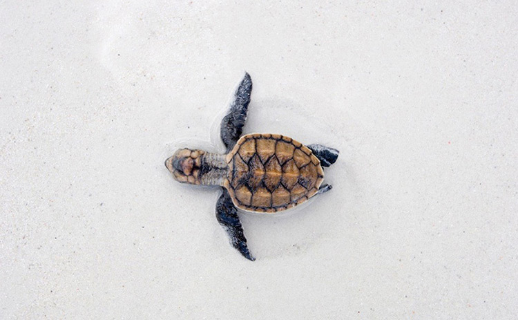 Детеныш морской черепахи