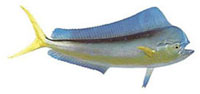 Возможные трофеи рыбалки на острове Маврикий: Dorado или Mahe MaheЛовится весь год. Вес редко превышает вес 23 килограмма. Замечательная рыба, прекрасные ощущения при ловле на легкую снасть.