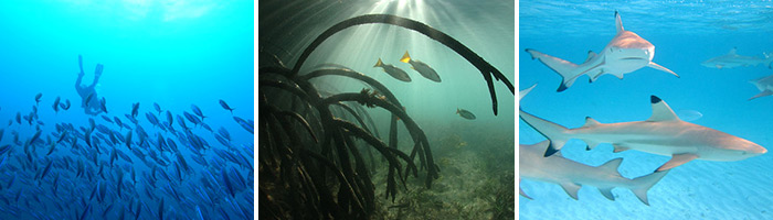 атолл альдабра подводный мир рыба акулы