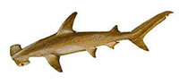 Возможные трофеи рыбалки на острове Маврикий: Hammerhead Shark (Акула - молот)Лучше всего ловить в августе и сентябре, но также можно поймать в течение всего года. Рекорд Маврикия - 312 килограммов.