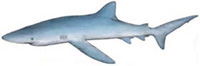 Возможные трофеи рыбалки на острове Маврикий: Blue Shark (Голубая акула)Маврикию принадлежит мировой рекорд в классе 130-фунтовых удилищ с экземпляром в 180 килограммов. Попадается не очень часто