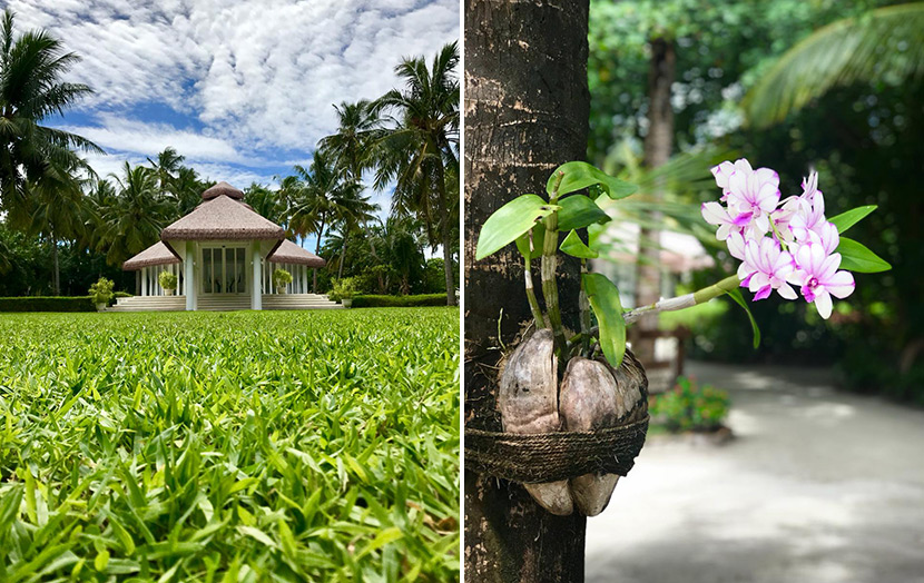 свадебный павильон орхидея кокос Мальдивы