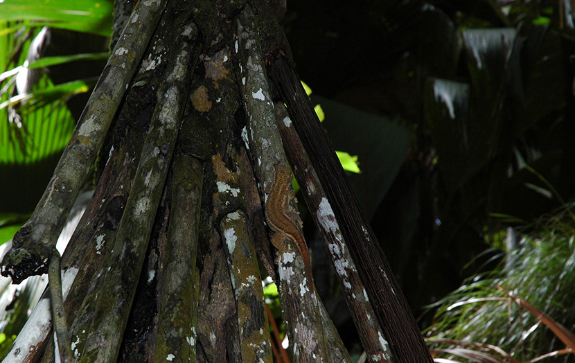 Эндемичный бронзовый геккон Валле де Мэ