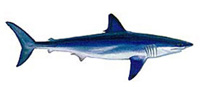Возможные трофеи рыбалки на острове Маврикий: Mako Shark (Акула Мако)Ежегодно вылавливается достаточно много экземпляров этого вида. Опасная акула и хороший борец. Рекорд мира и Маврикия 502 килограмма