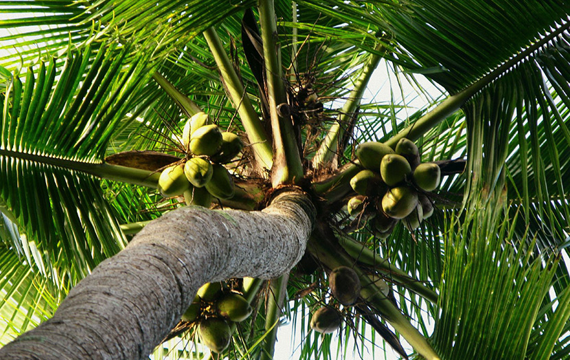 Кокосовые отехи на пальме