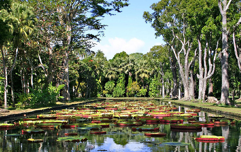 Ботанический сад Памплемус гигантские лилии