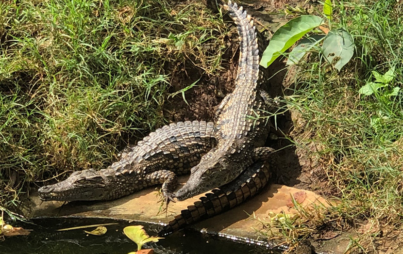 Крокодилы в парке Ваниль Маврикий