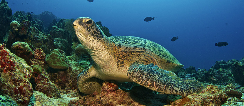  Черепаха на домашнем рифе 