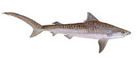 Возможные трофеи рыбалки на острове Маврикий: Tiger Shark (Тигровая акула)Хороший борец. Рекорд Маврикия - 548 килограммов.