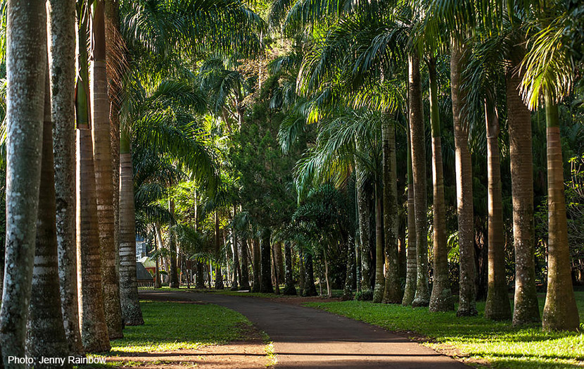 Ботанический сад Памплемус пальмовая аллея 
