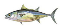 Возможные трофеи рыбалки на острове Маврикий: Skipjack TunаЛовится круглый год. Хорошая приманка для ловли Марлина. На Маврикии установленно несколько мировых рекордов по ловле этой разновидности тунца в различных классах удилищ.