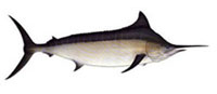 Возможные трофеи рыбалки на острове Маврикий: Black Marlin (Черный марлин)Рекорд Маврикия 354 килограмма. Средний вес 180 килограммов. Хороший борец. Ловится круглый год, но лучше летом.